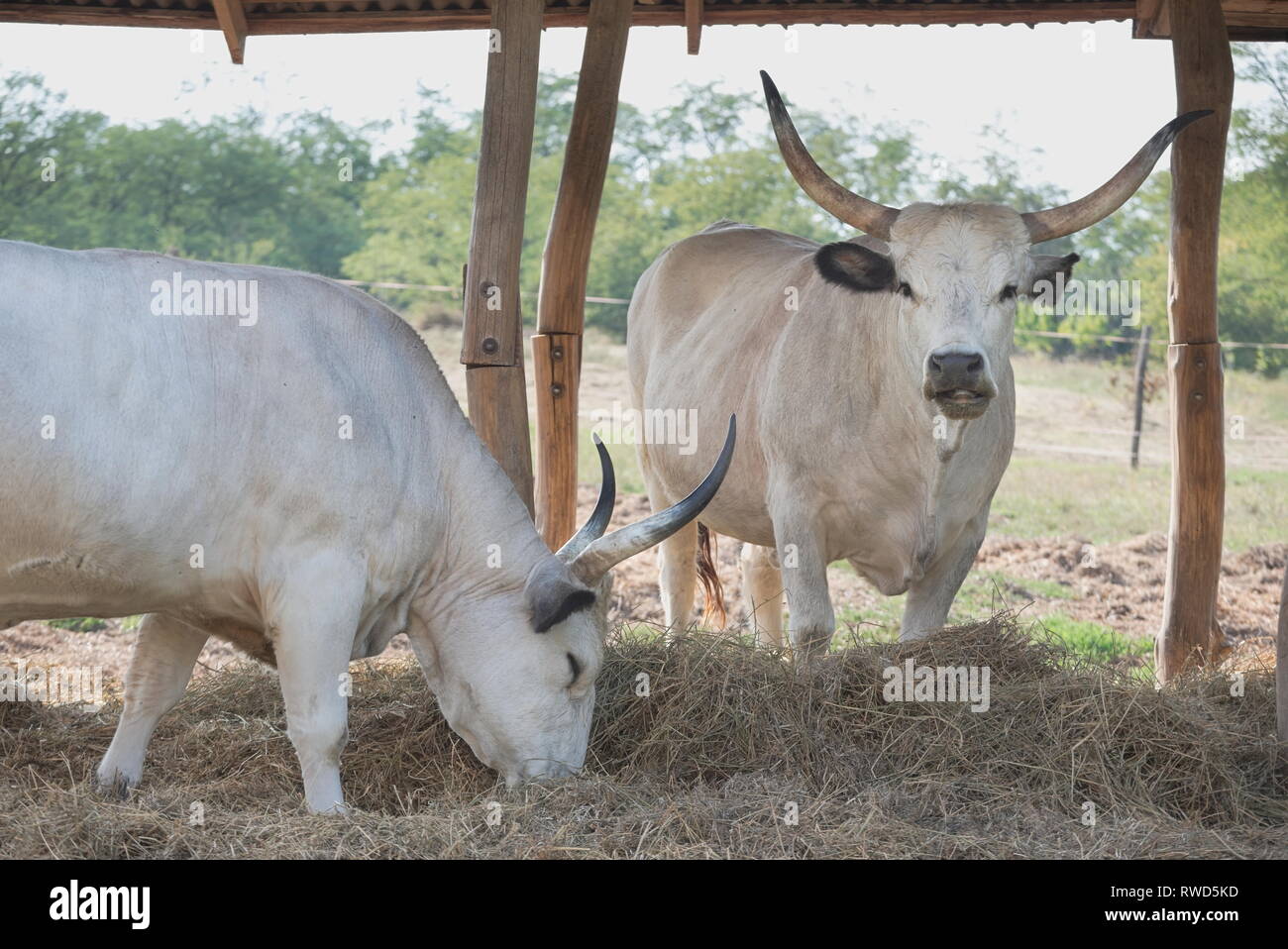 Zwei ungarischen grauen Rinder im Schatten Stockfoto