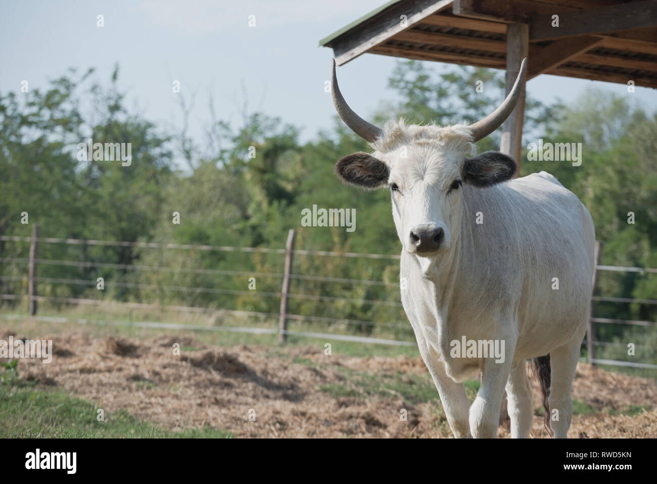 Ungarische Steppenrinder auf der Farm an einem sonnigen Sommertag Stockfoto
