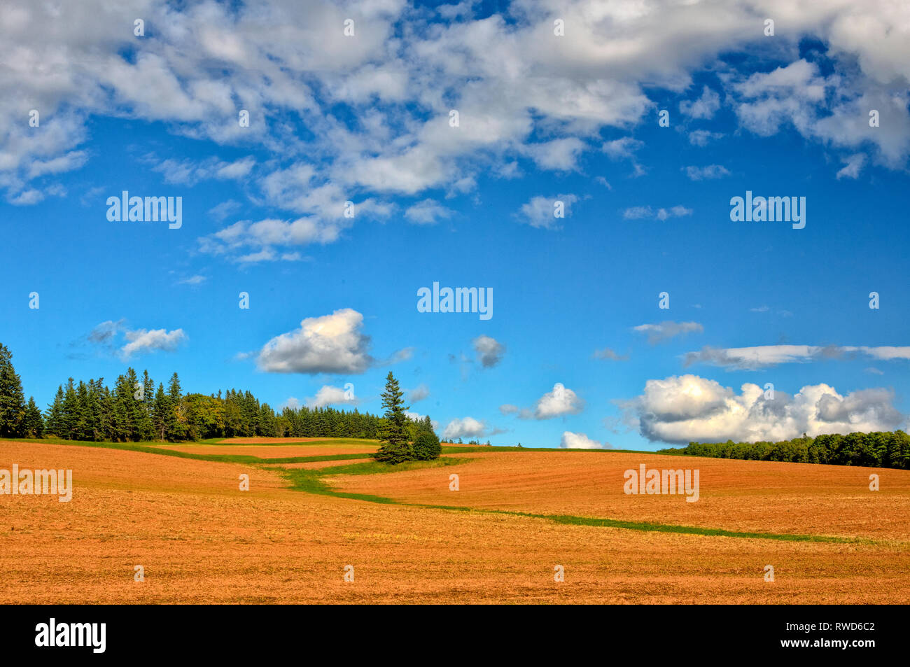 Gepflügten Feldes, Ahorn Plains, Prince Edward Island, Kanada Stockfoto