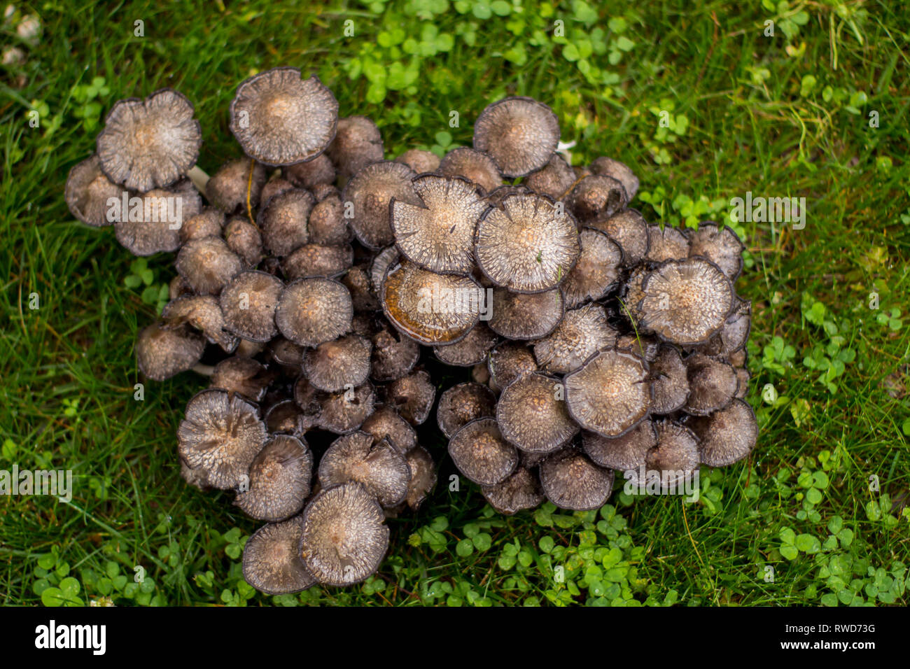 Cluster der Pilze nach dem regen Stockfoto