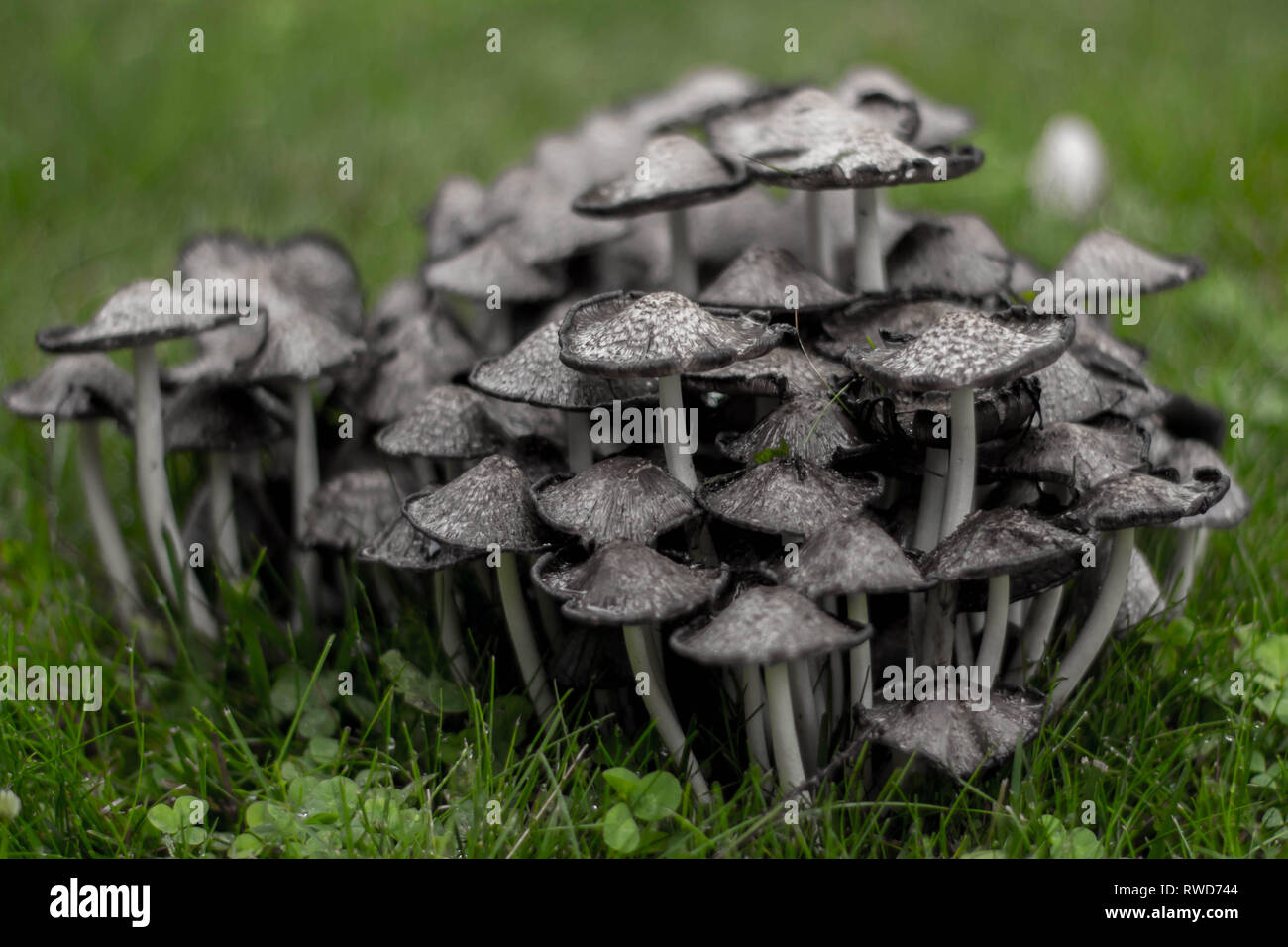 Cluster der Pilze nach dem regen Stockfoto