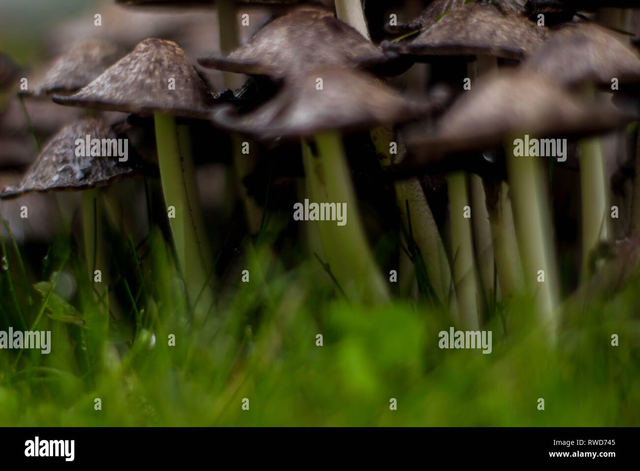 Cluster der Pilze nach dem regen Stockfoto