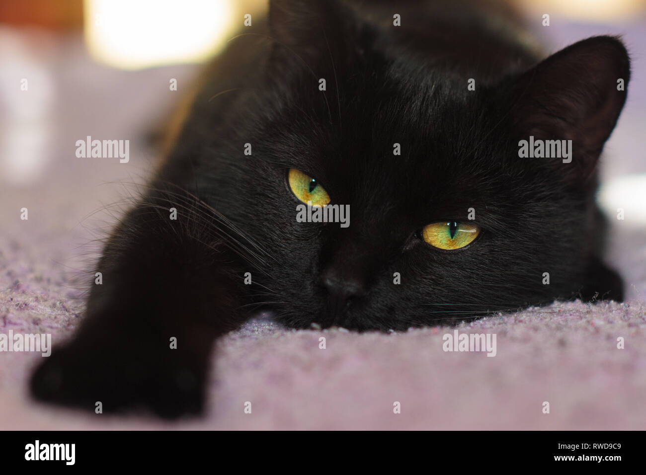 Faul schwarze Katze mit grünen Augen liegen auf lila Bettdecke. Die Kamera auf helle, sonnige Hintergrund und seine Tatze nach vorne Strecken. Stockfoto