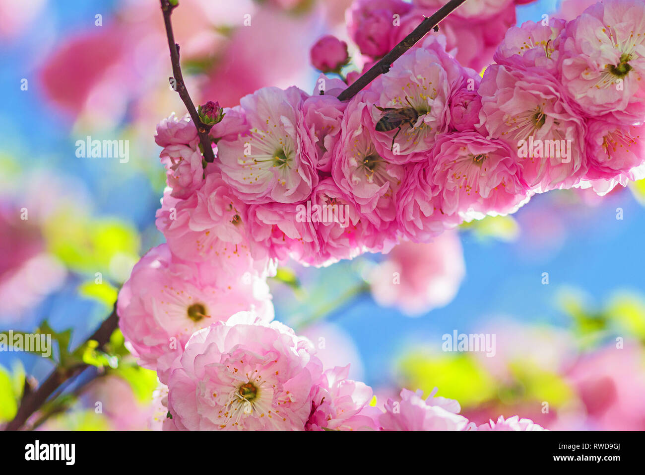 Bernstein Rose Blume mit Biene auf der Blume. Sting Insekten bestäuben Der amber Rose Blume. Ukrainische Natur closeup Makro. Stockfoto