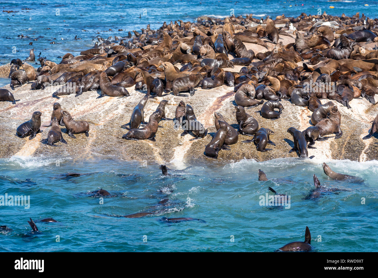 Duiker Island die Robbenkolonie, wo sie Tausende von wild Kap Pelzrobben anzeigen können, schließen Sie sich in Ihrem schönen natürlichen Lebensraum, Südafrika Stockfoto Duiker Island die Robbenkolonie, wo sie Tausende von wild Kap Pelzrobben anzeigen können, schließen Sie sich in Ihrem schönen natürlichen Lebensraum, Südafrika Stockfoto