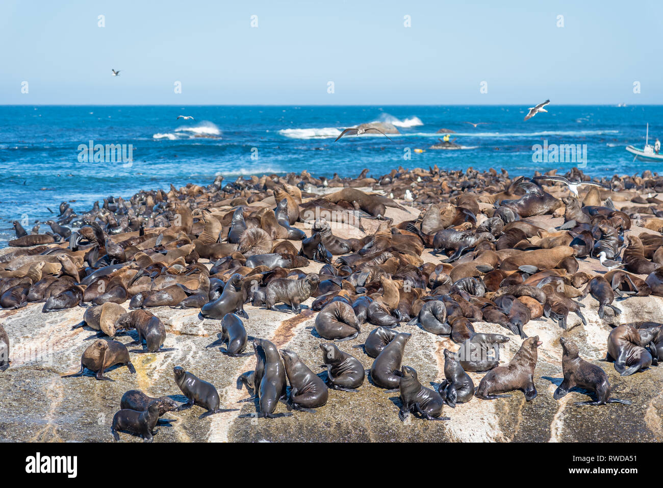 Duiker Island die Robbenkolonie, wo sie Tausende von wild Kap Pelzrobben anzeigen können, schließen Sie sich in Ihrem schönen natürlichen Lebensraum, Südafrika Stockfoto