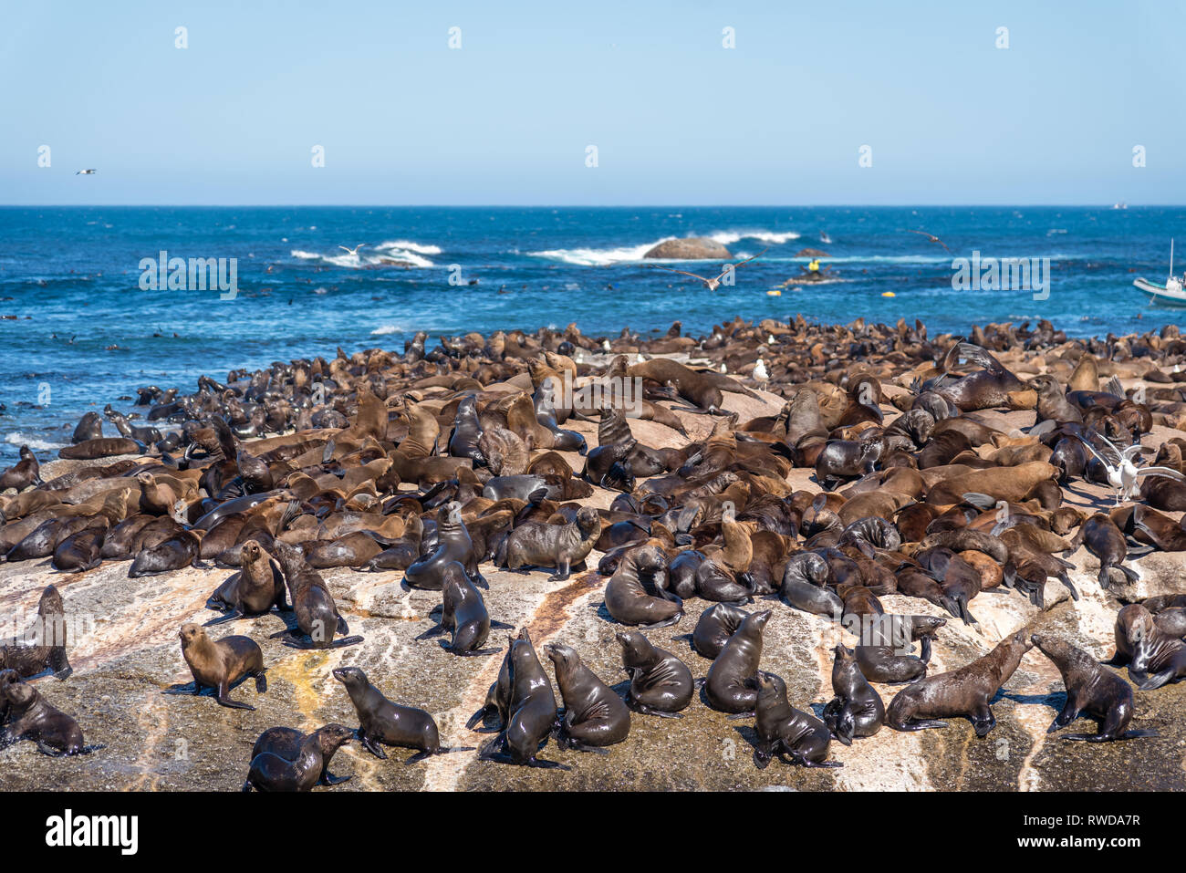 Duiker Island die Robbenkolonie, wo sie Tausende von wild Kap Pelzrobben anzeigen können, schließen Sie sich in Ihrem schönen natürlichen Lebensraum, Südafrika Stockfoto