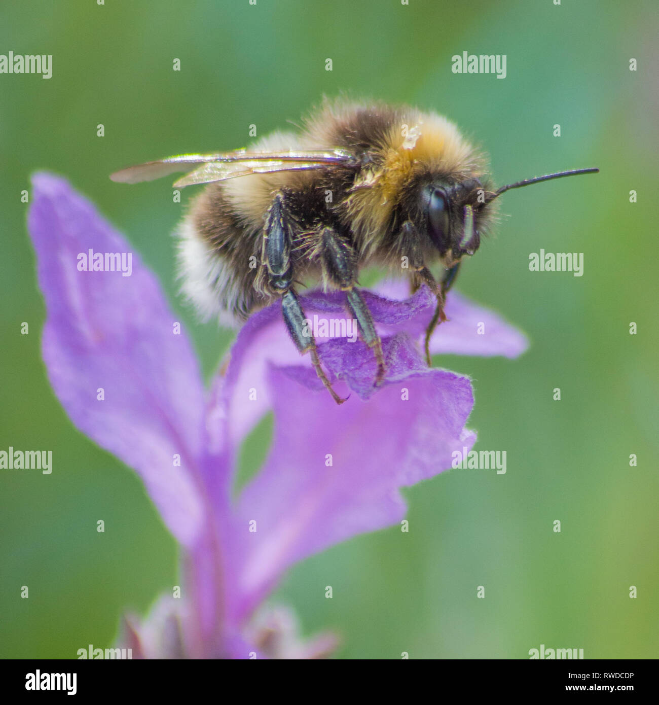 Bumble Bee Summen um und Sammeln von Nektar von Blüten. Stockfoto