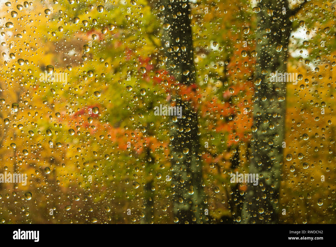 Herbst Laub wie durch eine Raindropped Fenster angezeigt. Brazeau, WI. Oktober 2018 Stockfoto