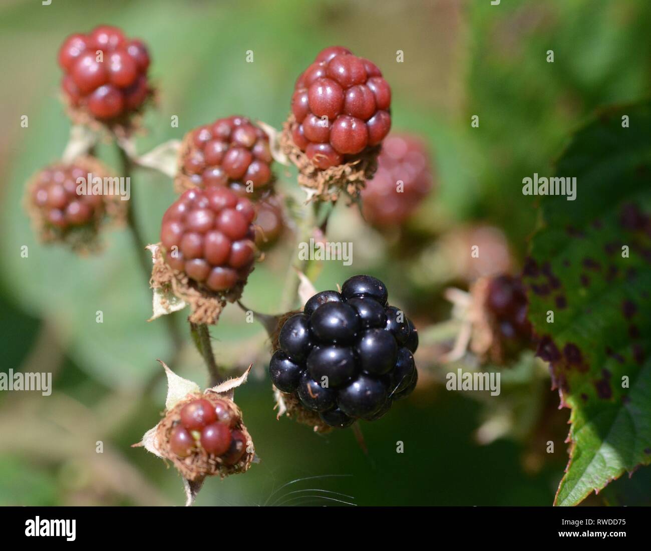 Makro brombeere Fotos und Bildmaterial in hoher Auflösung Alamy