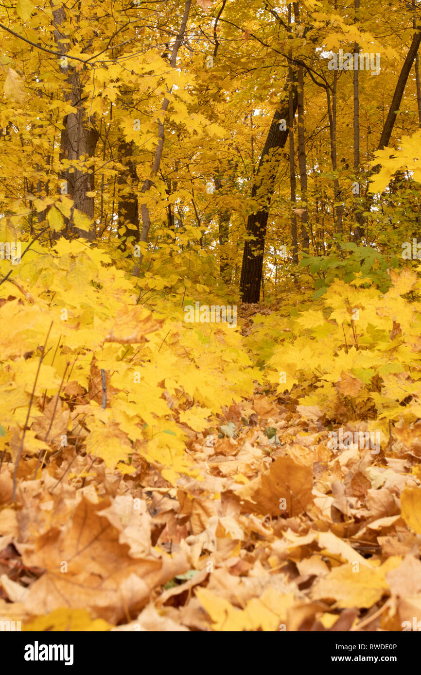 Fall Foilage. Milwaukee County Zoo. Milwaukee WI Oktober 2018 Stockfoto