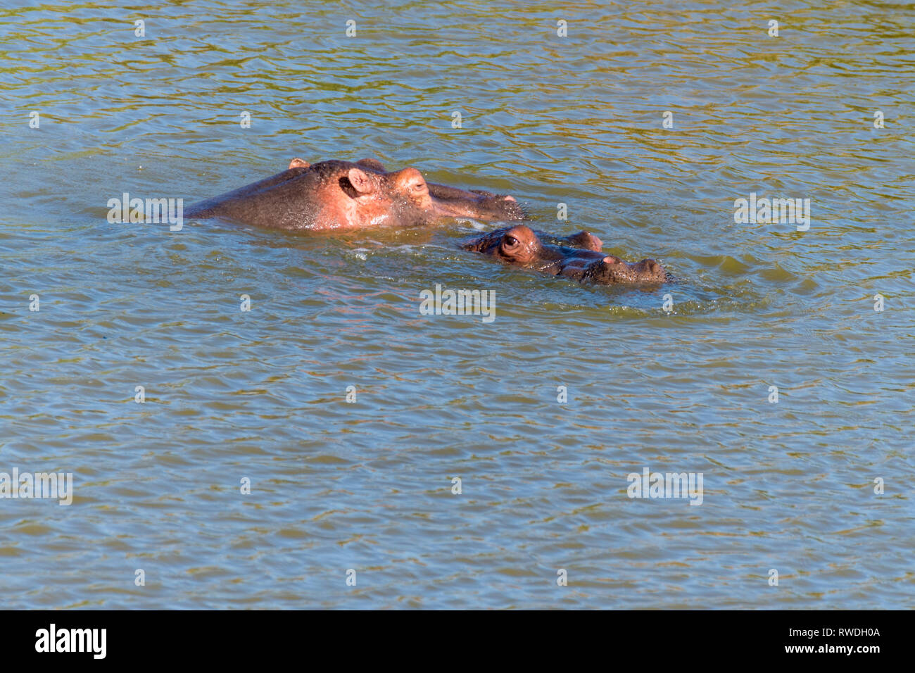Schwimmen hippo im Süden frica Stockfoto