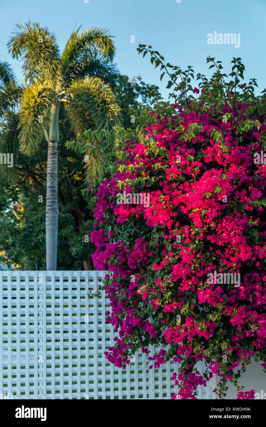 Bougainvillea entlang einem lattenzaun Linie in Naples, Florida, USA Stockfoto