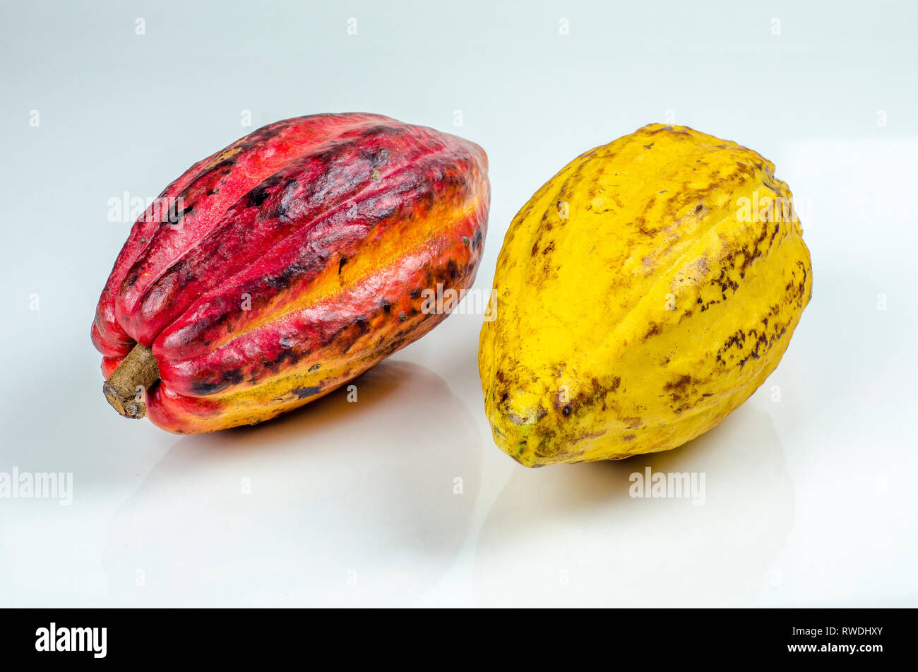 Große Reifen cacao Pods auf weißem Hintergrund. Stockfoto