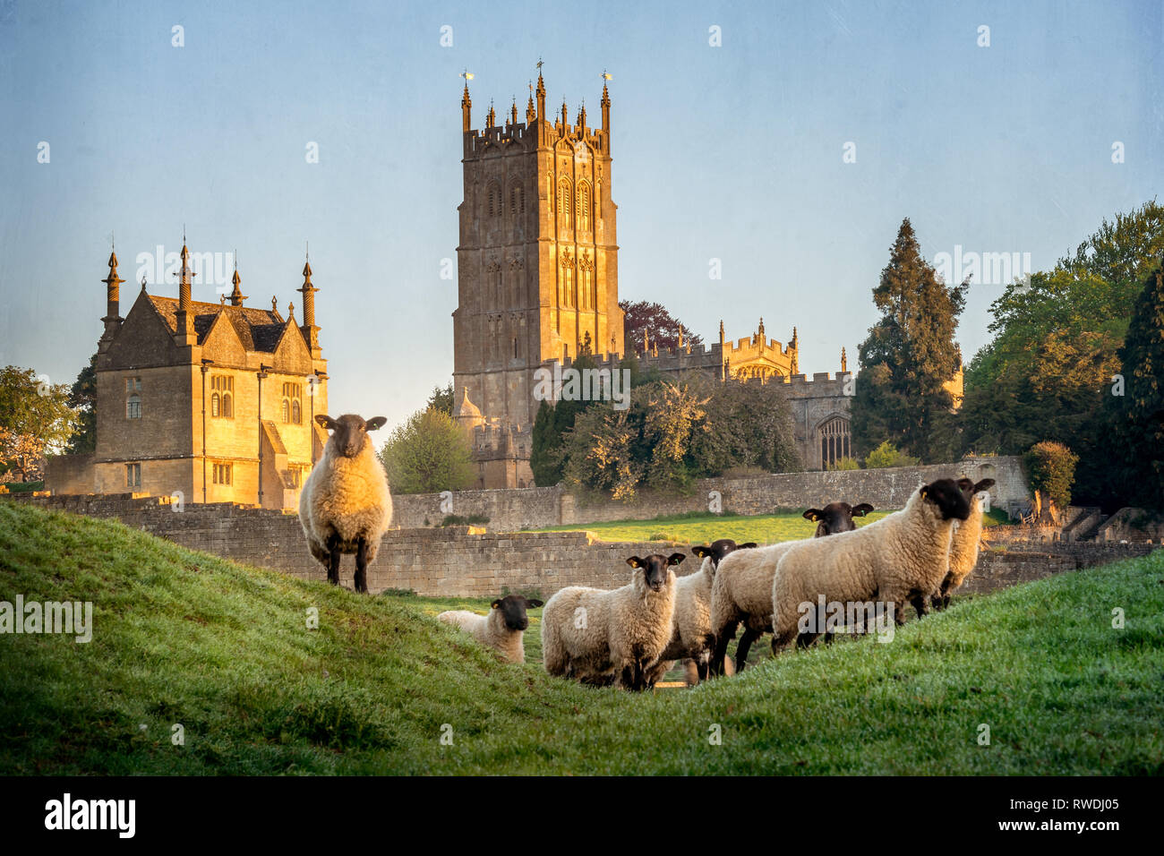 Cotswold Schafe in der Nähe von Chipping Campden in Gloucestershire mit Kirche im Hintergrund Stockfoto