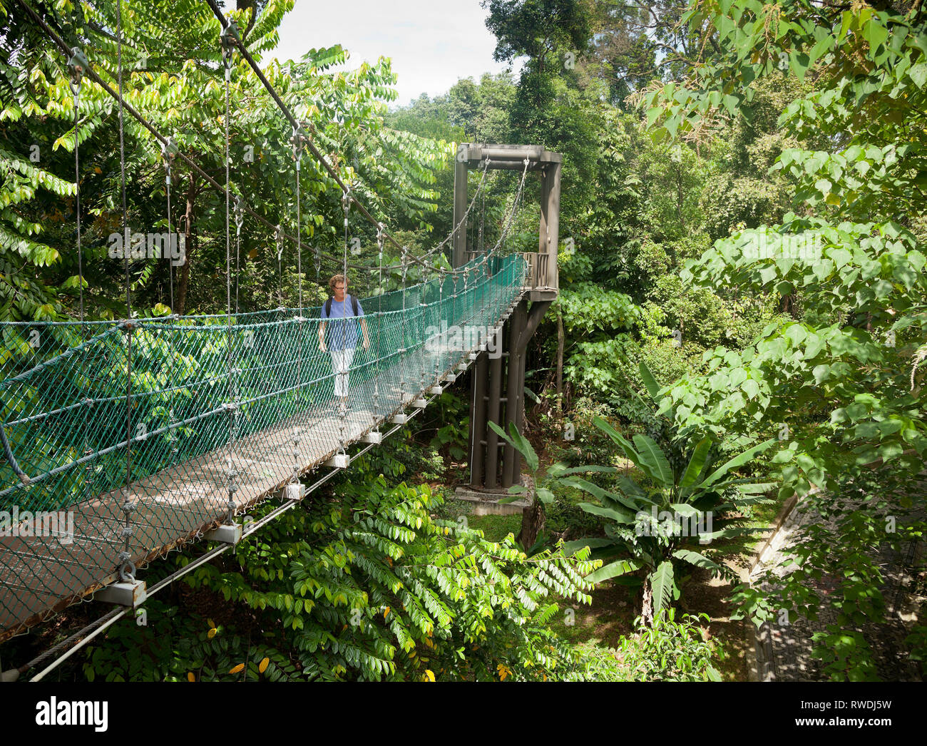 Taman Eko Rimba KL, Kuala Lumpur eco Park im Herzen der Stadt, in der Bukit Nanas, Baum Canopy Walkway Stockfoto