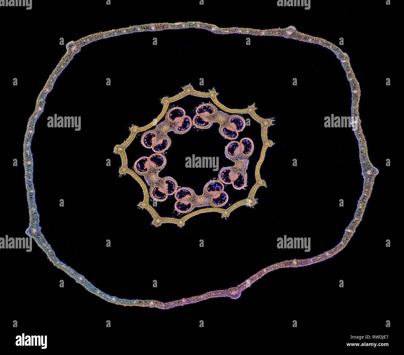 Stechapfel x Candida Blütenknospen TS, Dunkelfeld photomicrograph Stockfoto