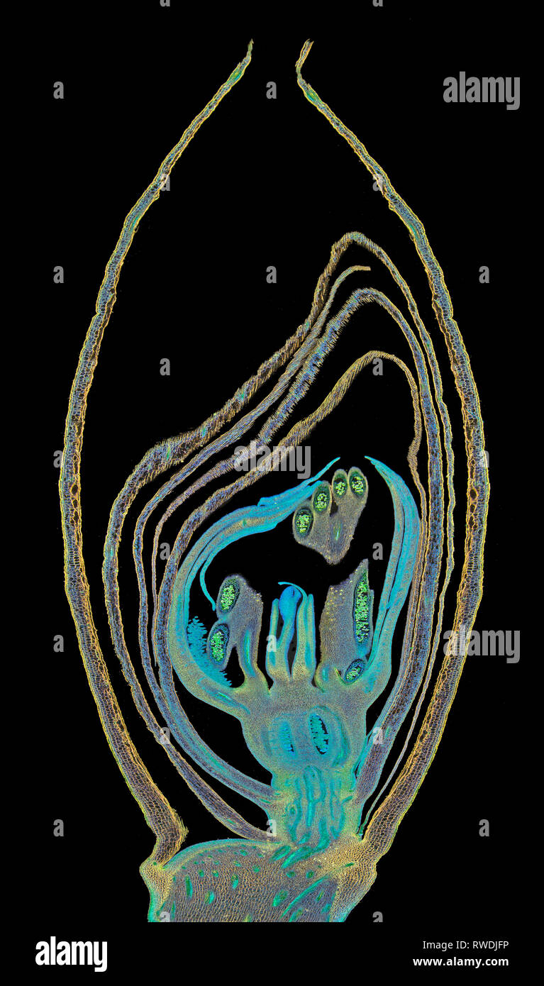 Iris Germanica Blütenstand LS., Dunkelfeld photomicrograph Stockfoto