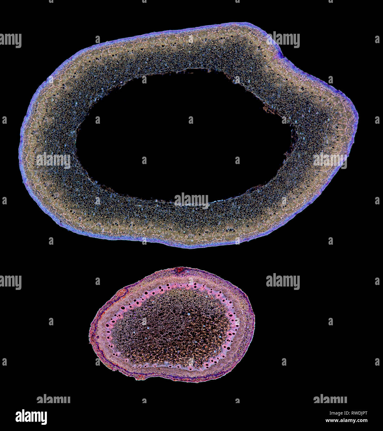 Polygonum sachalinense Stamm und Wurzel TS., Dunkelfeld photomicrograph Stockfoto