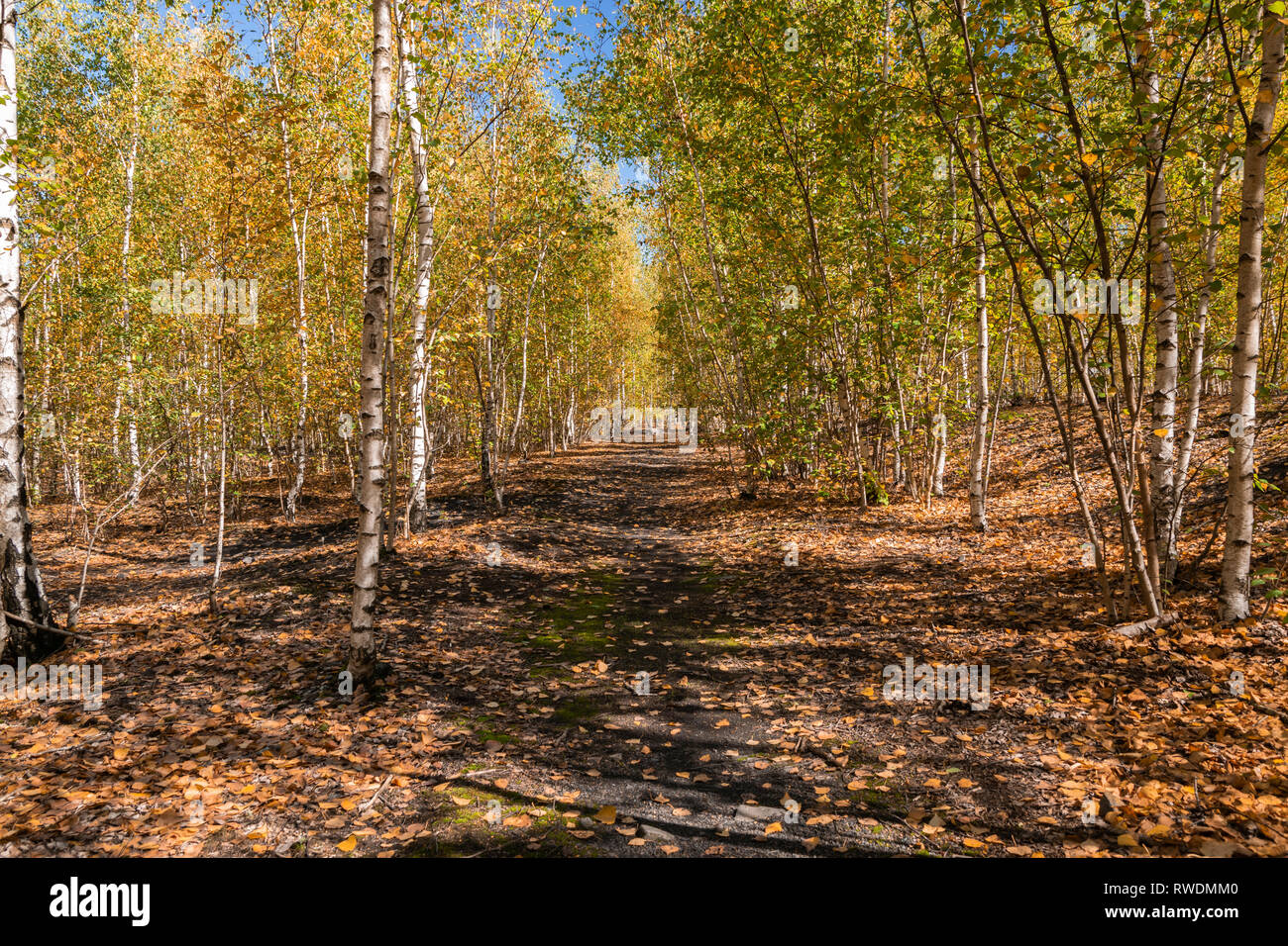 Natur und Landschaft Konzept: Blick auf Birke Wald im Herbst Zeit. Stockfoto