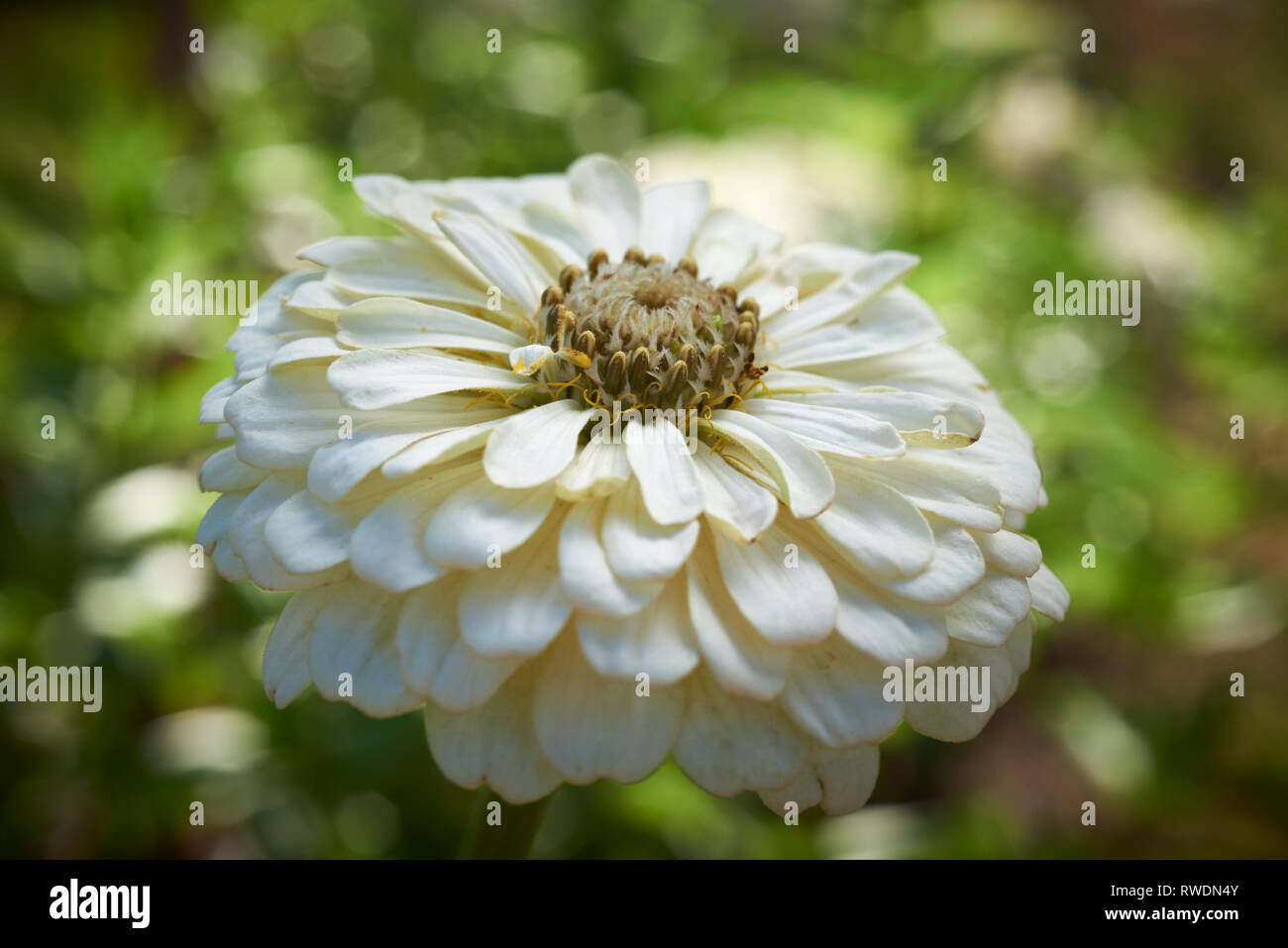 Nahaufnahme der Einzelne weiße Blüte von Zinnia, Eisbär. Stockfoto