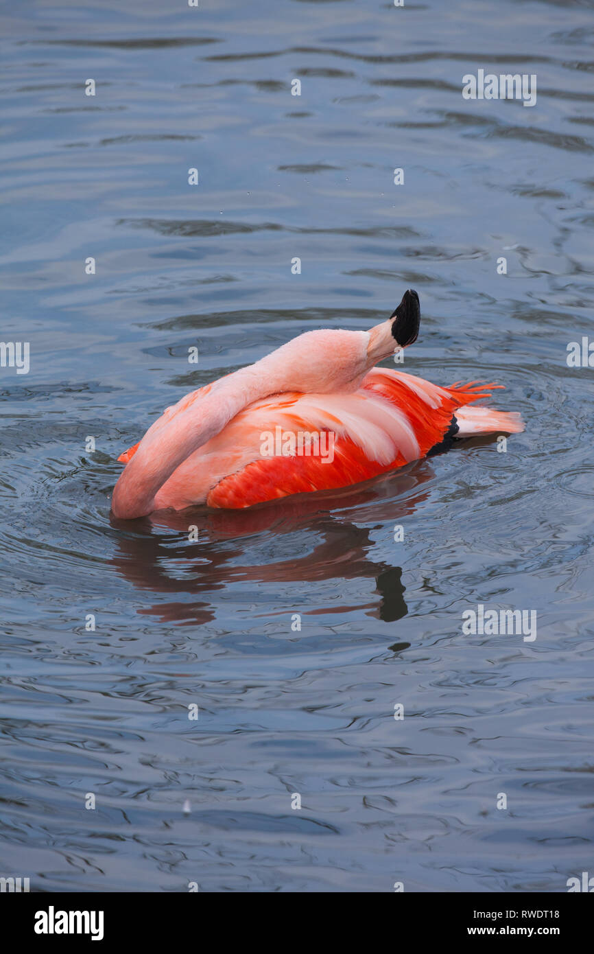 ​Chilean Flamingo (Phoenicopterus sp.). Ein erwachsener Baden mit dem Kopf wie ein mop Wasser zu verschütten, von Immersion und dann verteilen, verteilen und in Öl von der Stopfbuchse und Arbeiten auf der Oberseite der Rute. ​ Stockfoto