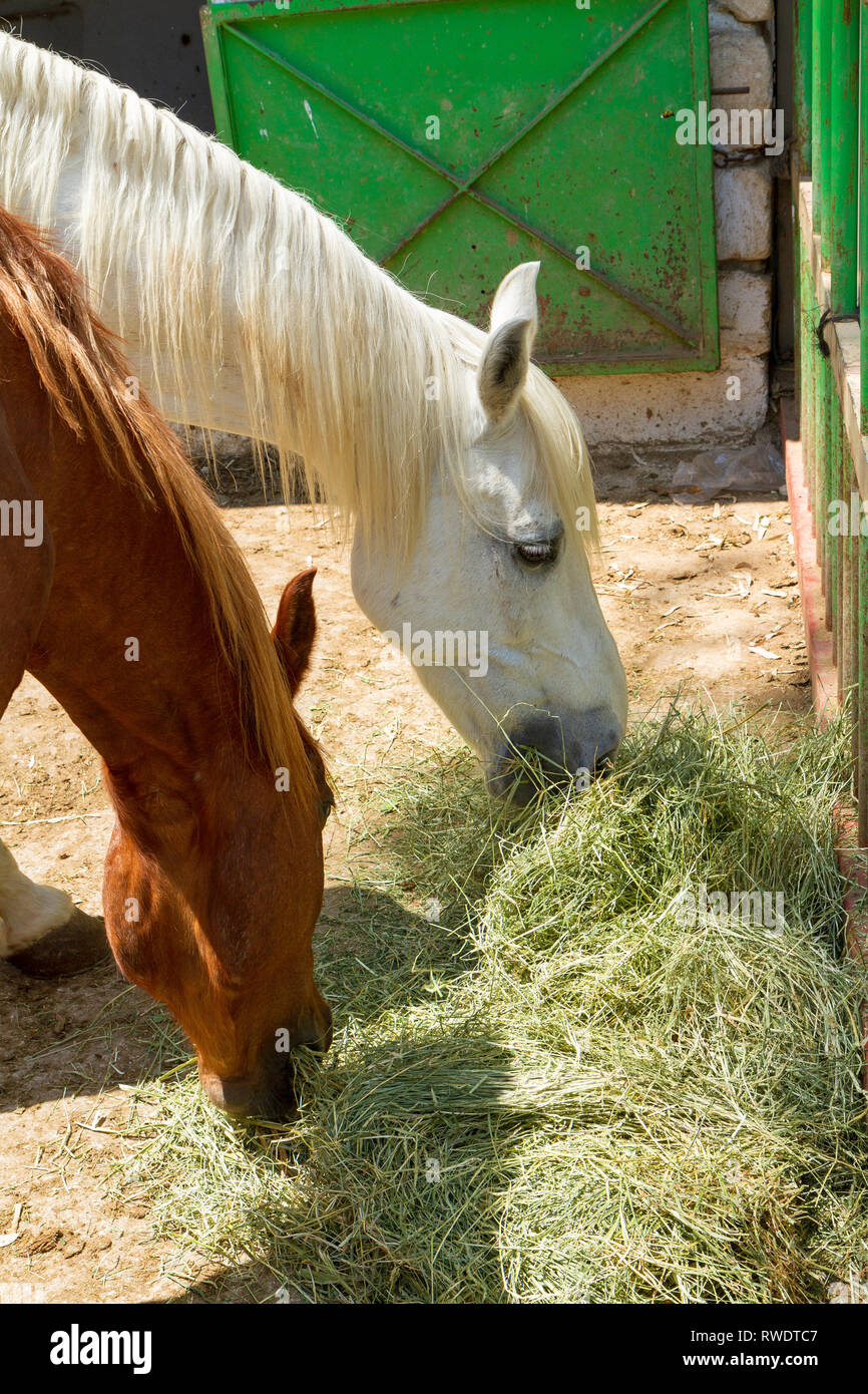 Portrait von weißen und roten Pferde Essen trockenes Gras im Freien Ställe oin Sommer Stockfoto