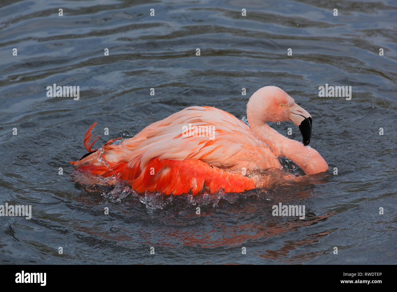 Chilenischer Flamingo (Phoenicopterus sp.). Baden. Gefieder und Feder Pflege und mantainance. Eine von einer Zuchtherde leben in einer zoologischen sammeln Stockfoto