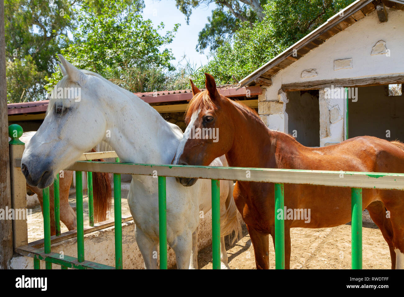 Portrait von weißen und roten Pferde in Stallungen im Freien im Sommer Stockfoto