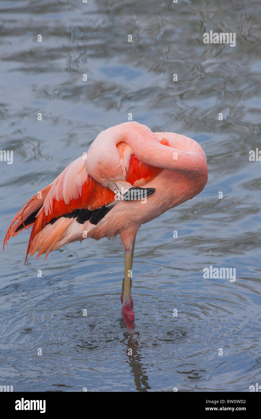 Chilenischer Flamingo (Phoenicopterus sp.). Ein Erwachsener mit dem Kopf wie ein mop Wasser shed​, von Immersion und dann verteilen, verteilen und in Öl von der Stopfbuchse und Arbeiten auf der Oberseite der Rute. ​ Stockfoto