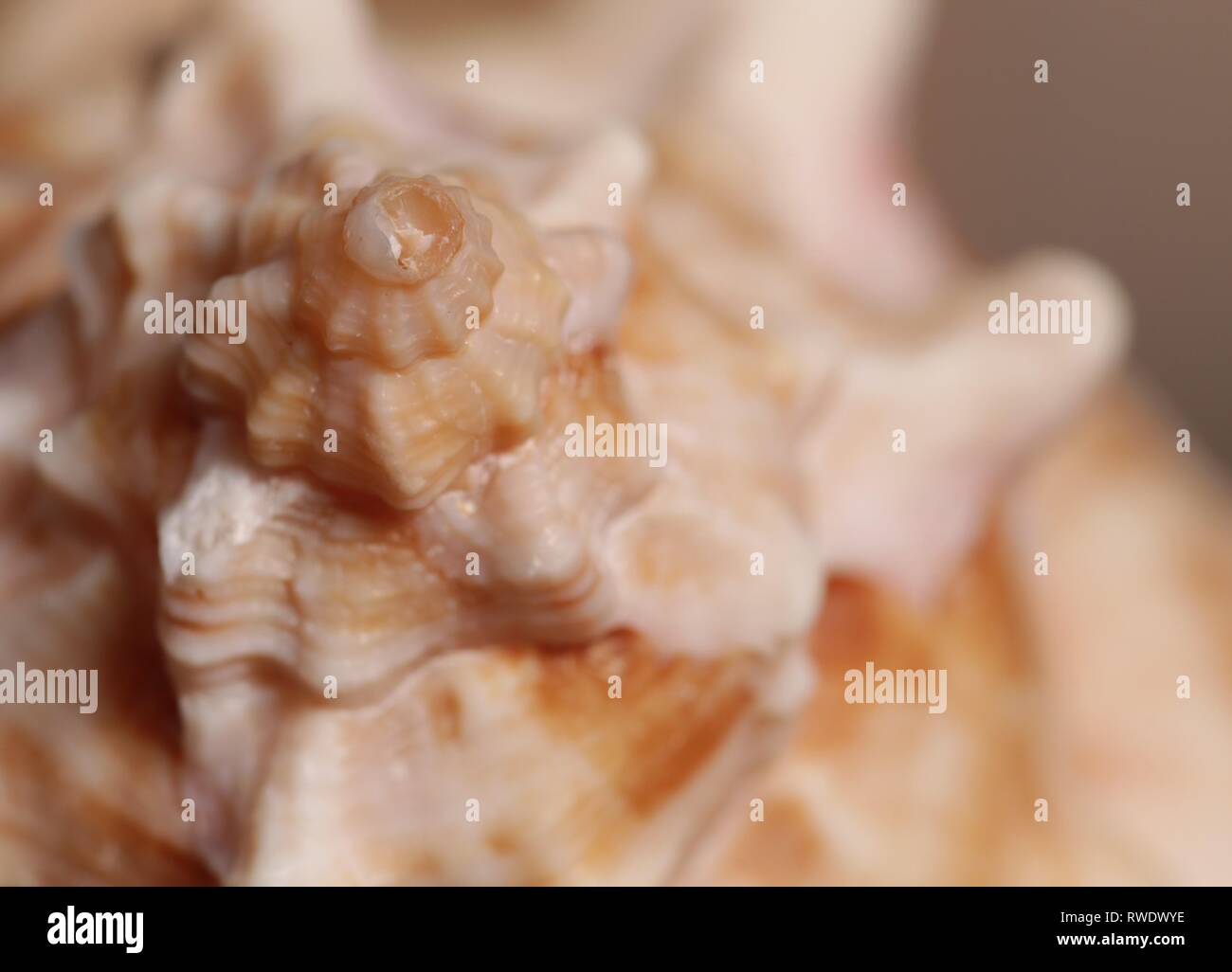 Eine Makroaufnahme einer Muschel, die den goldenen Schnitt Stockfoto