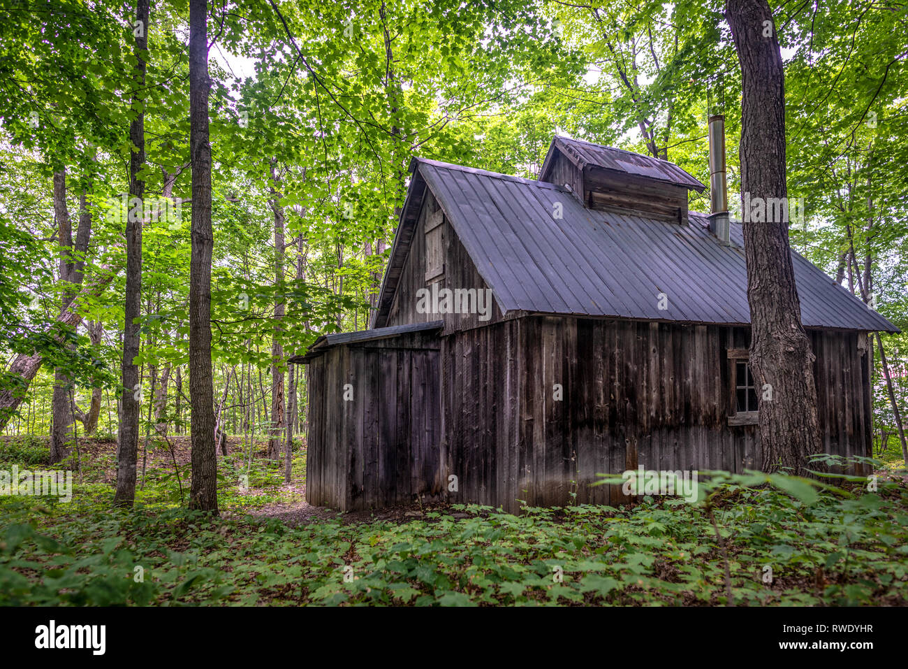 Sugar shack in einem Maple Grove im Sommer, Saint-Roch-des-Aulnaies, Provinz Quebec, Kanada Stockfoto