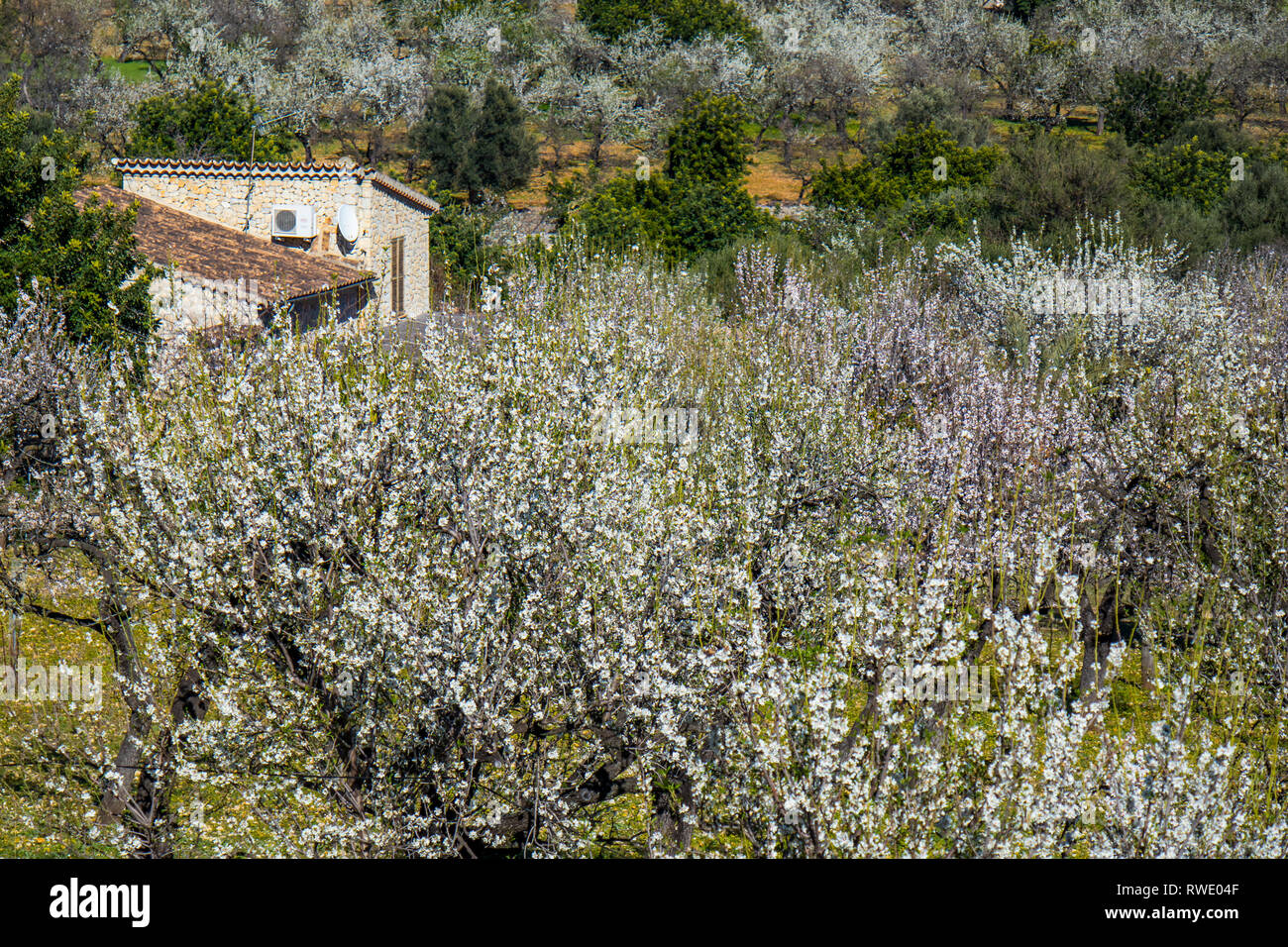 Mandelblüte Jahreszeit in der Nähe des Dorfes Selva, Mallorca, Balearen, Spanien Stockfoto Mandelblüte Jahreszeit in der Nähe des Dorfes Selva, Mallorca, Balearen, Spanien Stockfoto