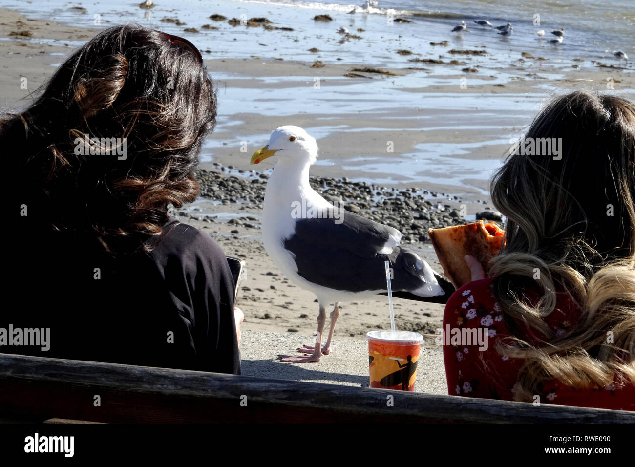 20 Februar, 2019 Capitola, CA, USA freche Möwe erwartet Essensresten von Büroangestellten, die Ihren Lunch am Strand Stockfoto