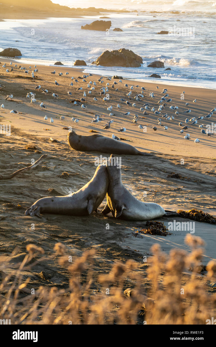 San Simeon, Kalifornien - schönen Sonnenaufgang werfen Licht auf die Küste Kaliforniens, wo riesige Seeelefanten am Strand lag. Stockfoto