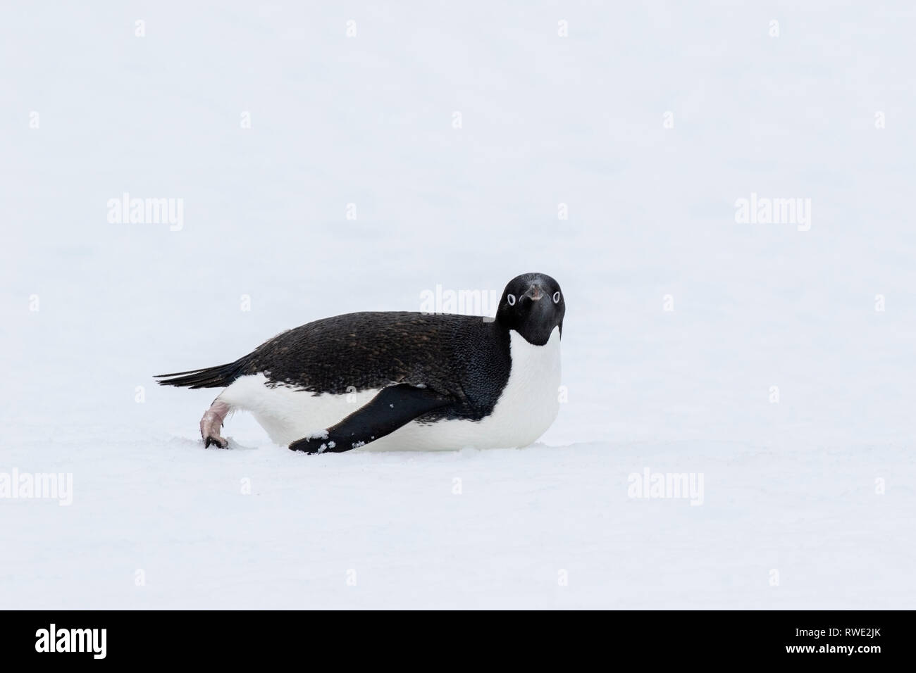 Adelie penguin Pygoscelis adeliae Erwachsener liegen auf Eis in der Nähe der Kolonie, Antarktis Stockfoto