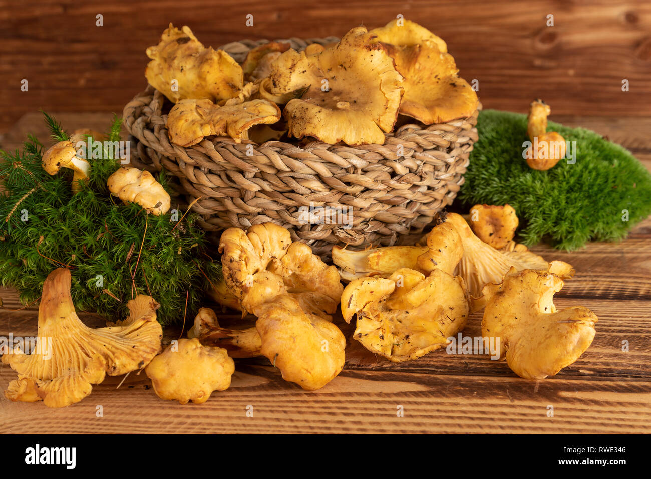 Pfifferlinge Pilze auf rustikalen Holzmöbeln Hintergrund Stockfoto