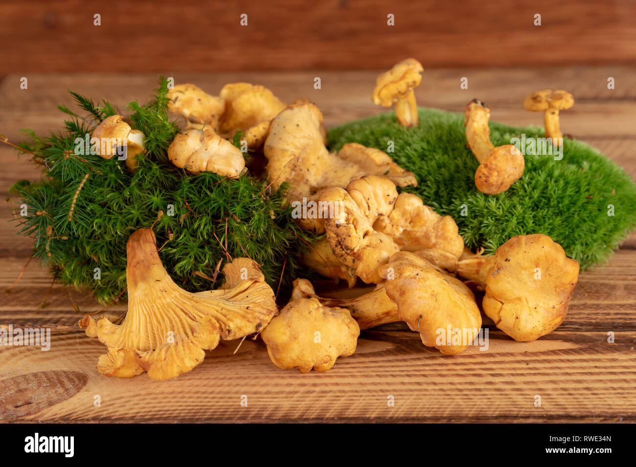 Pfifferlinge Pilze auf moosigen Unterholz Stockfoto