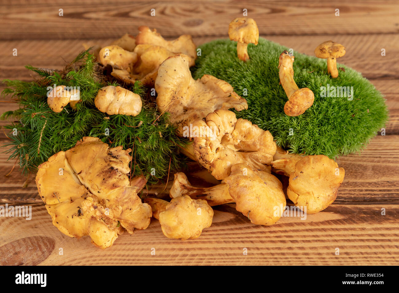 Frische Pfifferlinge Pilze auf rustikalen Holzmöbeln Hintergrund ausschneiden Stockfoto