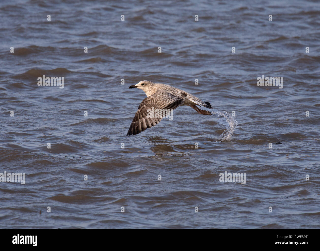 Silbermöwe, Larus argentatus, vom Wasser, Morecambe Bay, Großbritannien Stockfoto