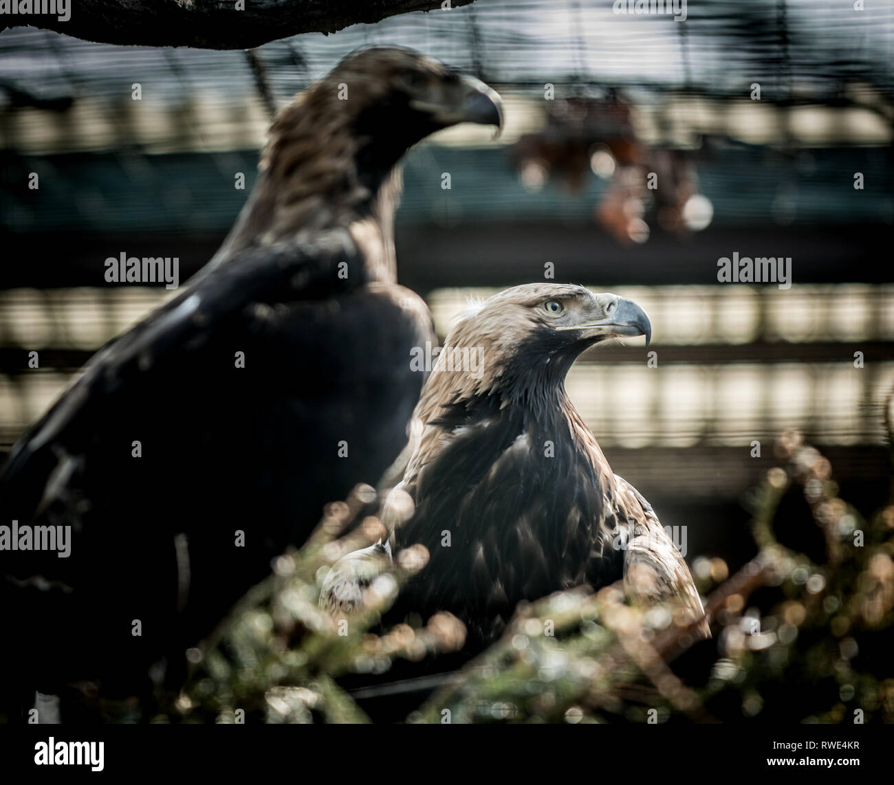 Große Vogel Kaiseradler (Aquila Heliaca) und Baum. Tierwelt Tier. Stockfoto