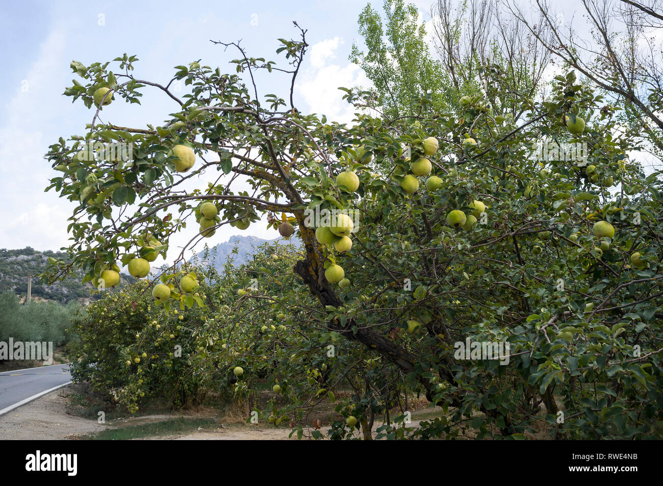 Quitten auf dem Baum zur Erntezeit im Herbst in den Sierras Subbeticas, Andalusien, Spanien. Stockfoto