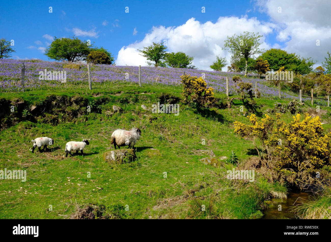 Blick auf Harford Moor in Dartmoor im Frühjahr mit Glockenblumen, Ginster und Schafe. Stockfoto