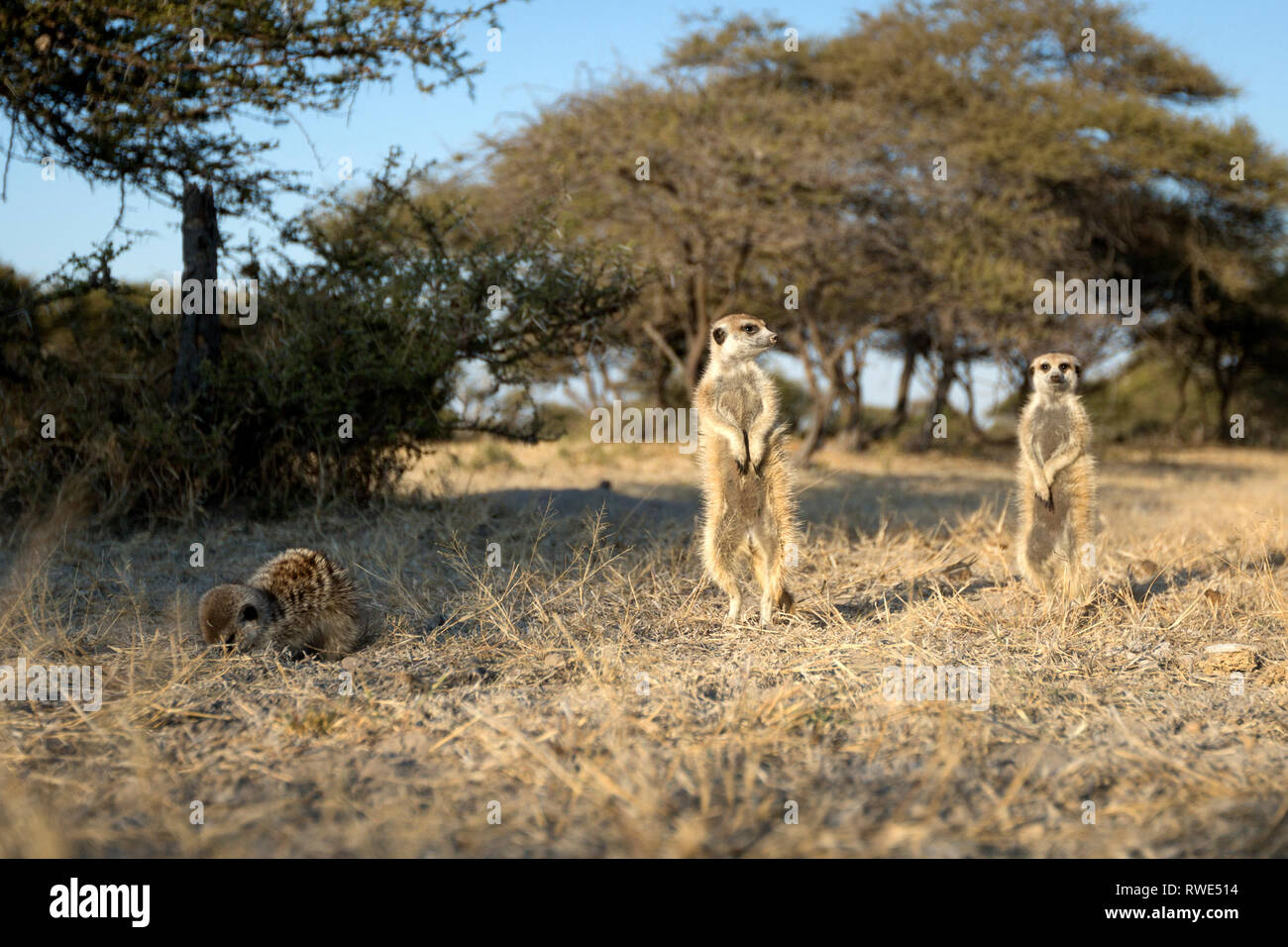Ein Erdmännchen Familie in der Makgadikgadi Pans in Botswana. Stockfoto