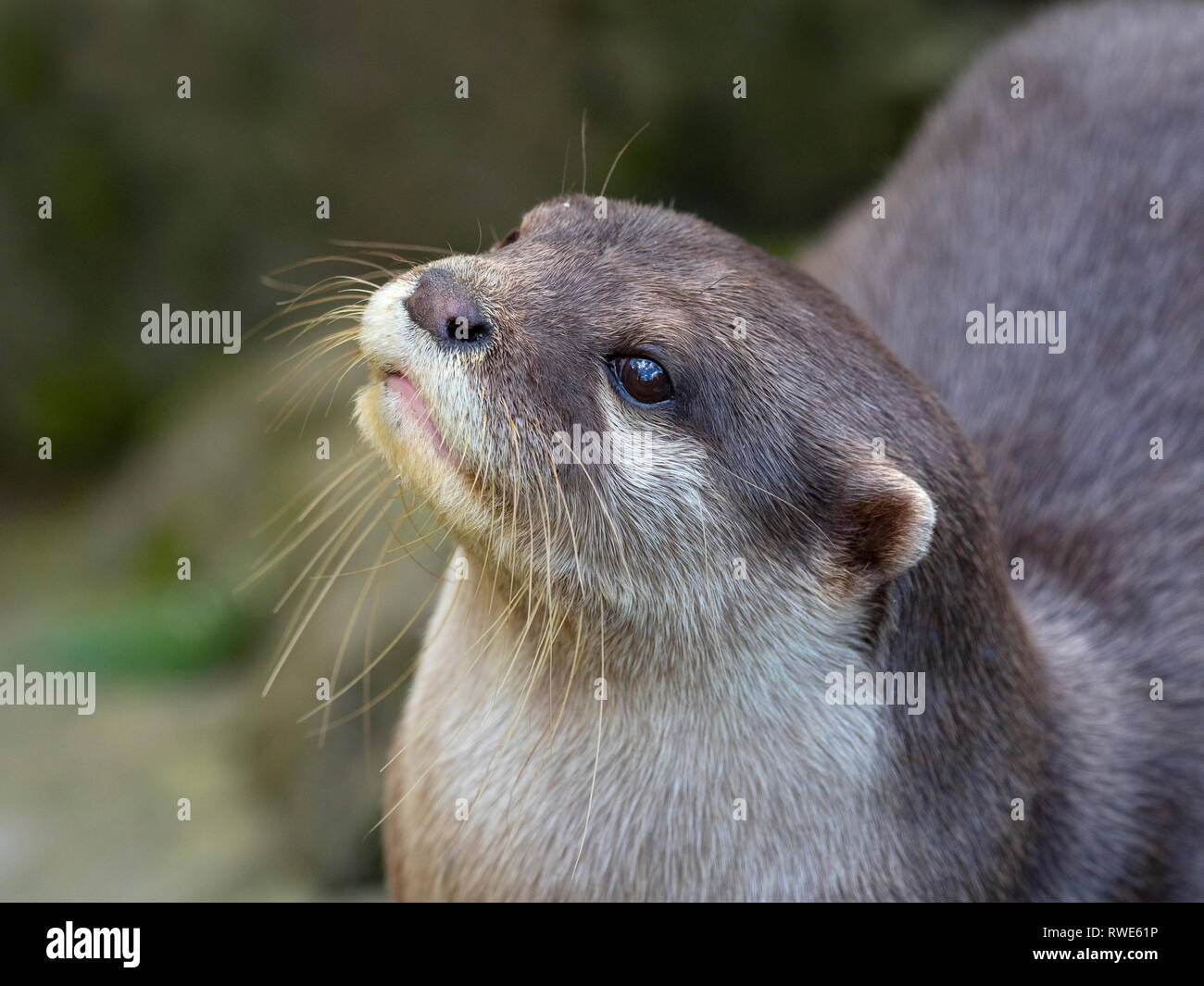 Asiatischer Kleinklauenotter Aonyx cinereus Stockfoto