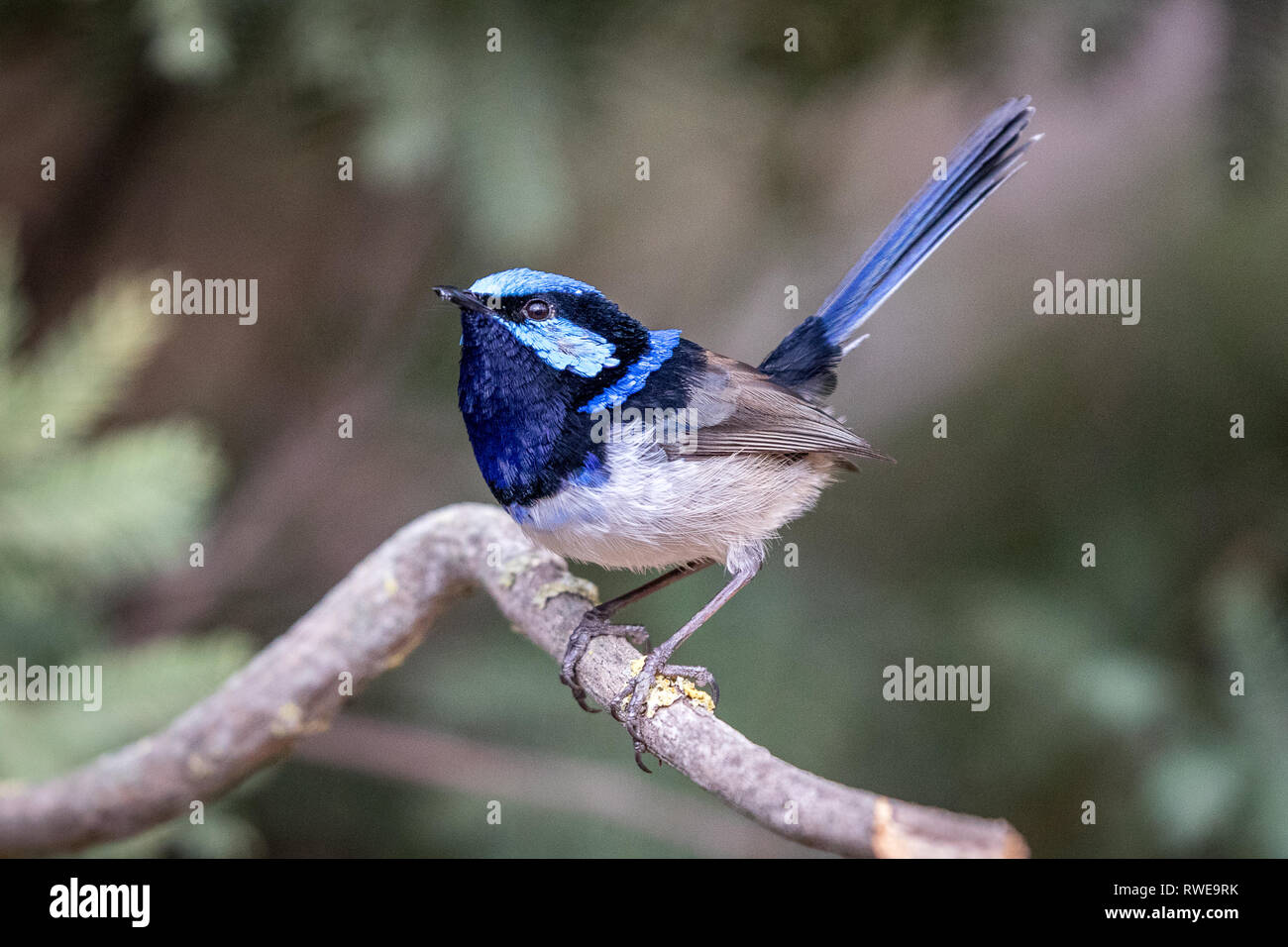 Hervorragende fairywren Australische Vogel Stockfoto