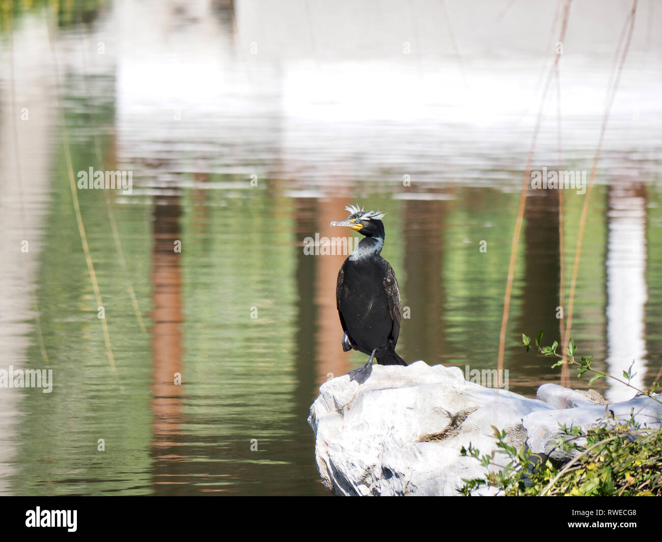 Kühler Vogel im Garten Stockfoto