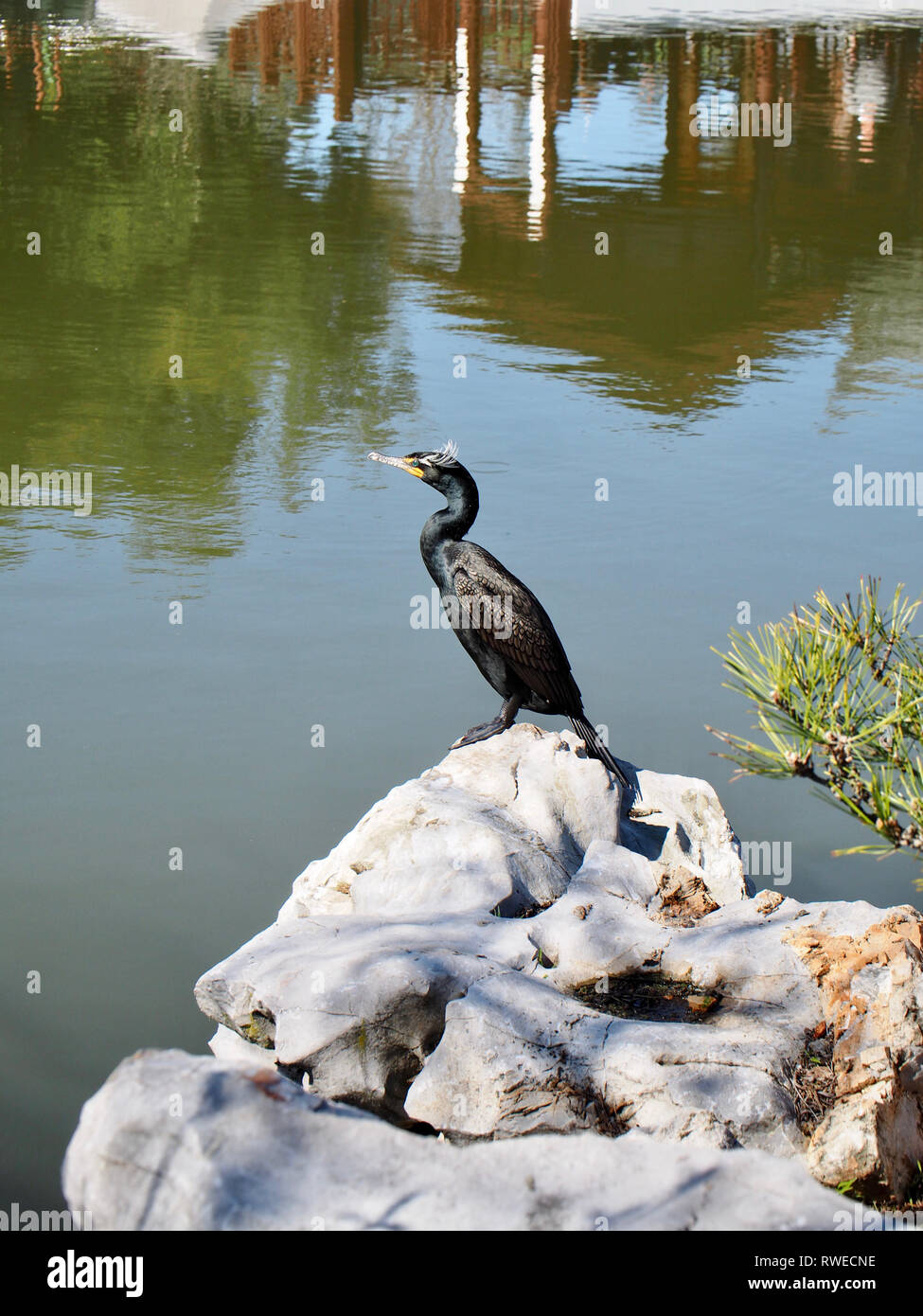 Kühler Vogel im Garten Stockfoto