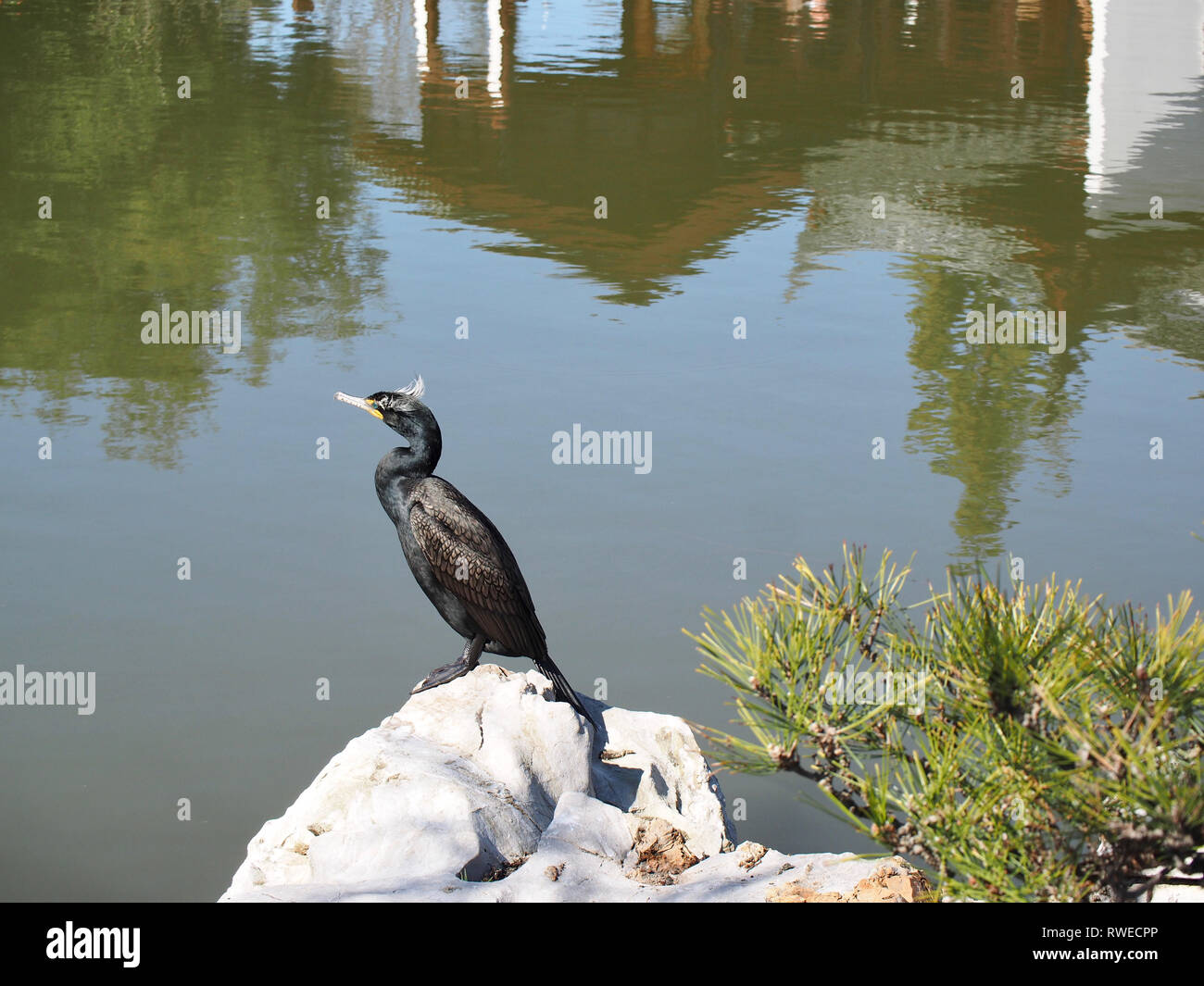 Kühler Vogel im Garten Stockfoto