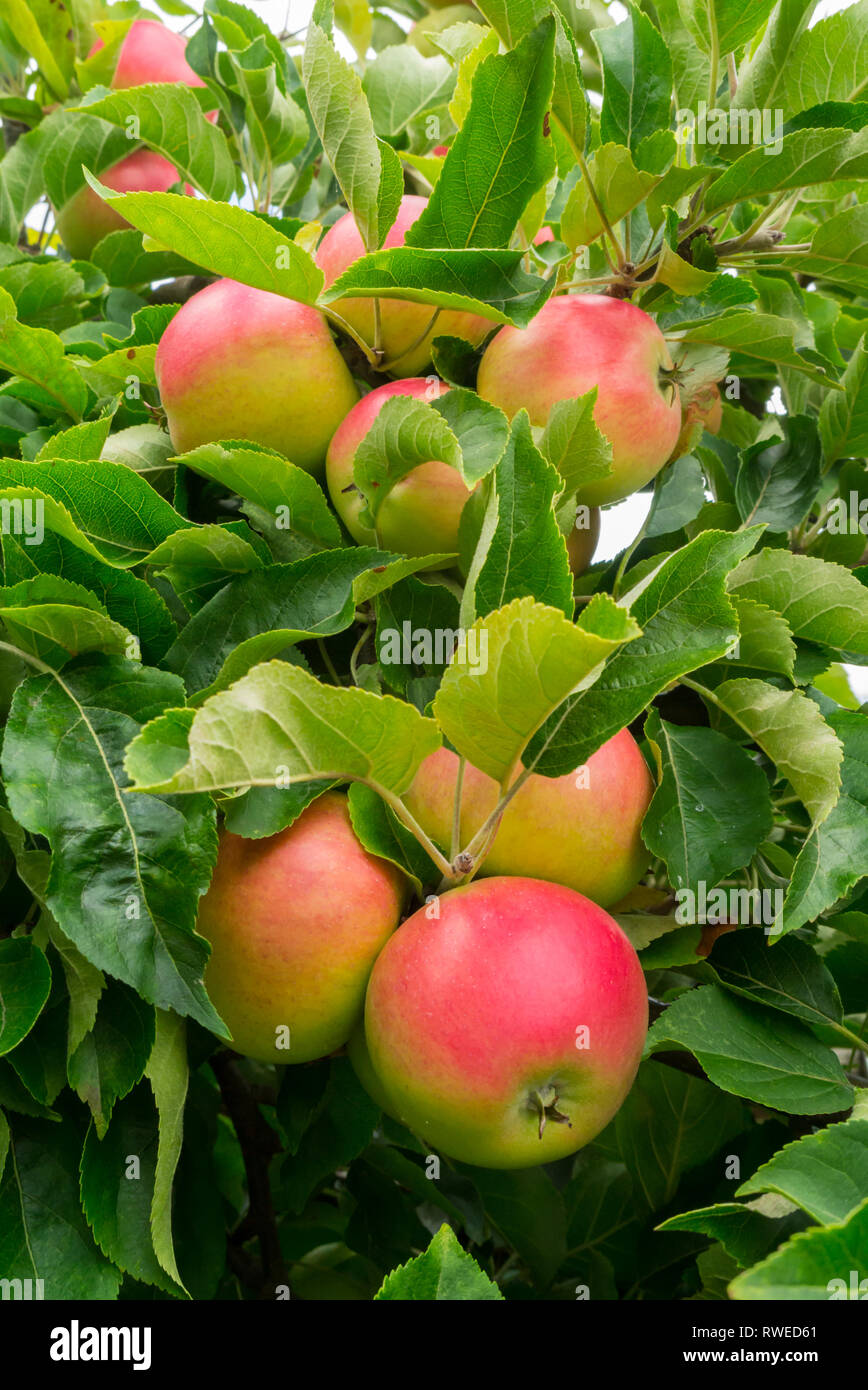 'Discovery' Äpfel in einer BRITISCHEN inländischen Garten wachsenden Stockfoto